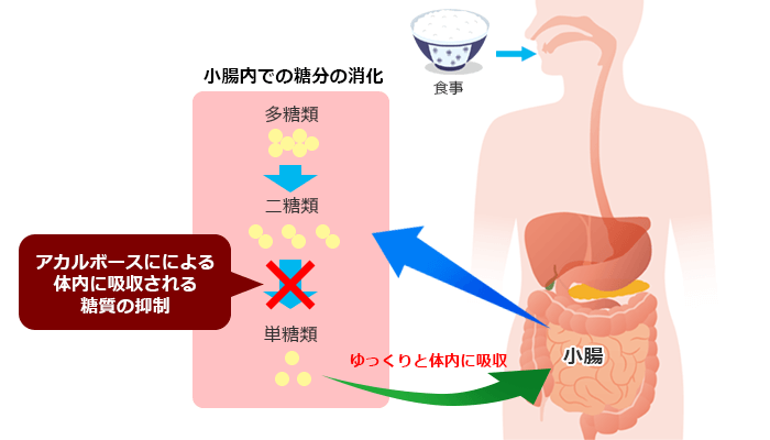 炭水化物に含まれる糖類が体内に吸収されるまで