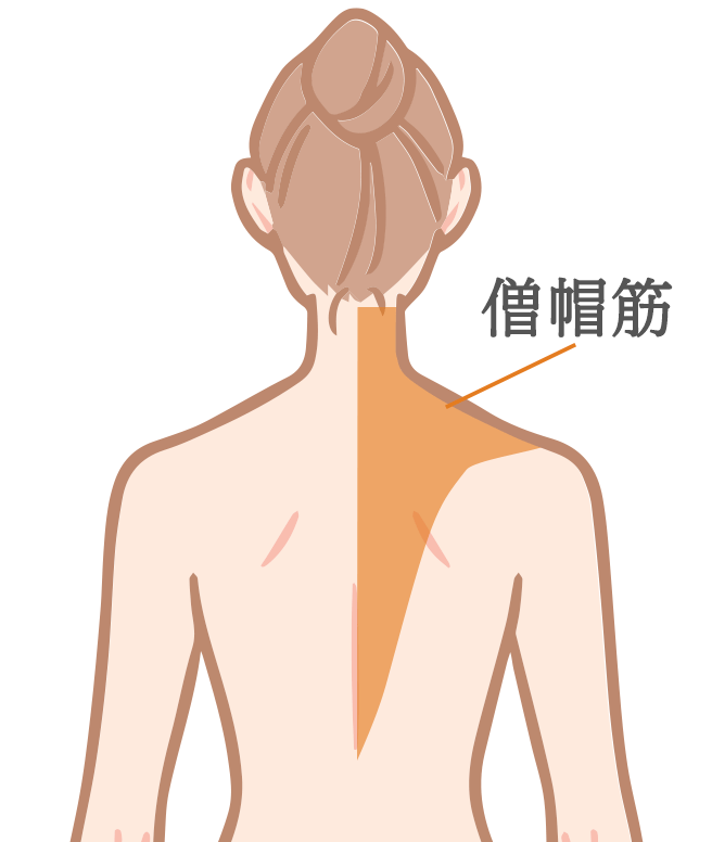 僧帽筋イメージ