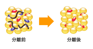 不純物を除いて高純度・高濃度の脂肪に