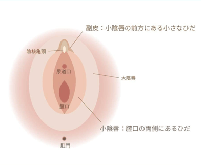 小陰唇縮小術