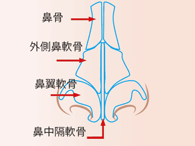 鼻中隔軟骨