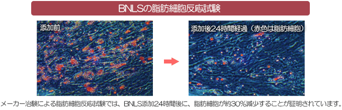 BNLS neo脂肪細胞反応実験