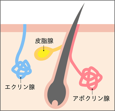 大塚美容のワキガ治療（反転剪除法）