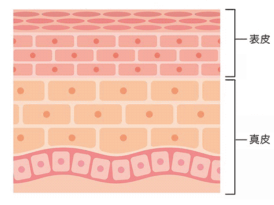 年齢とともに真皮が薄くなる