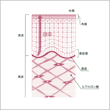 皮膚の基本知識