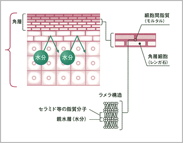 セラミドとは？