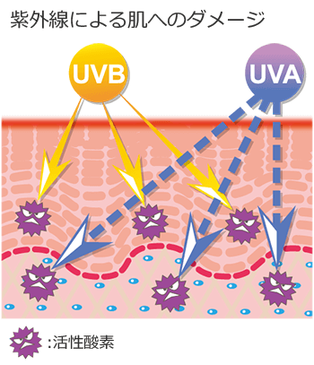 紫外線の影響について
