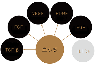 VFD毛髪再生治療 成長因子